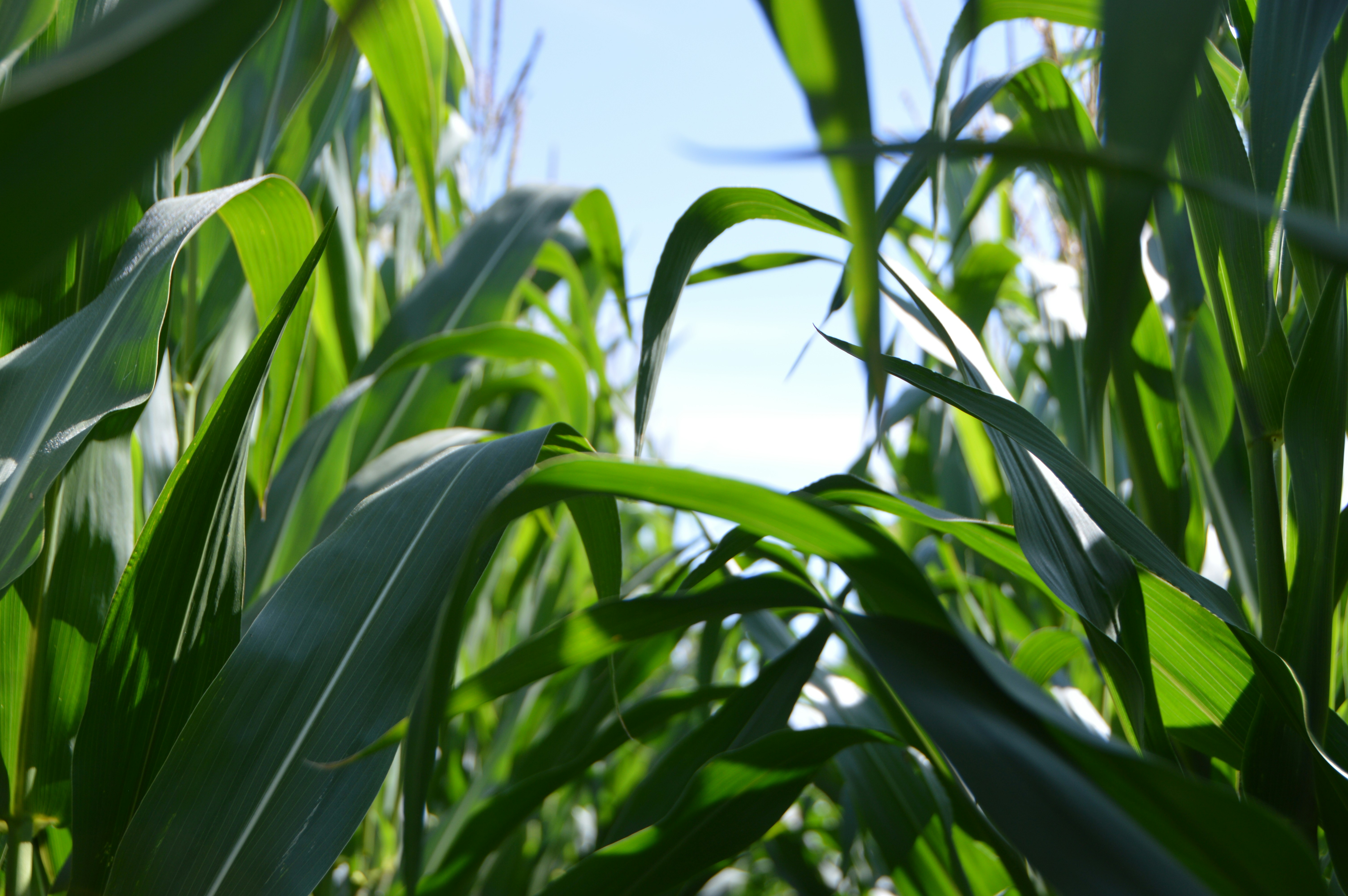 Maize