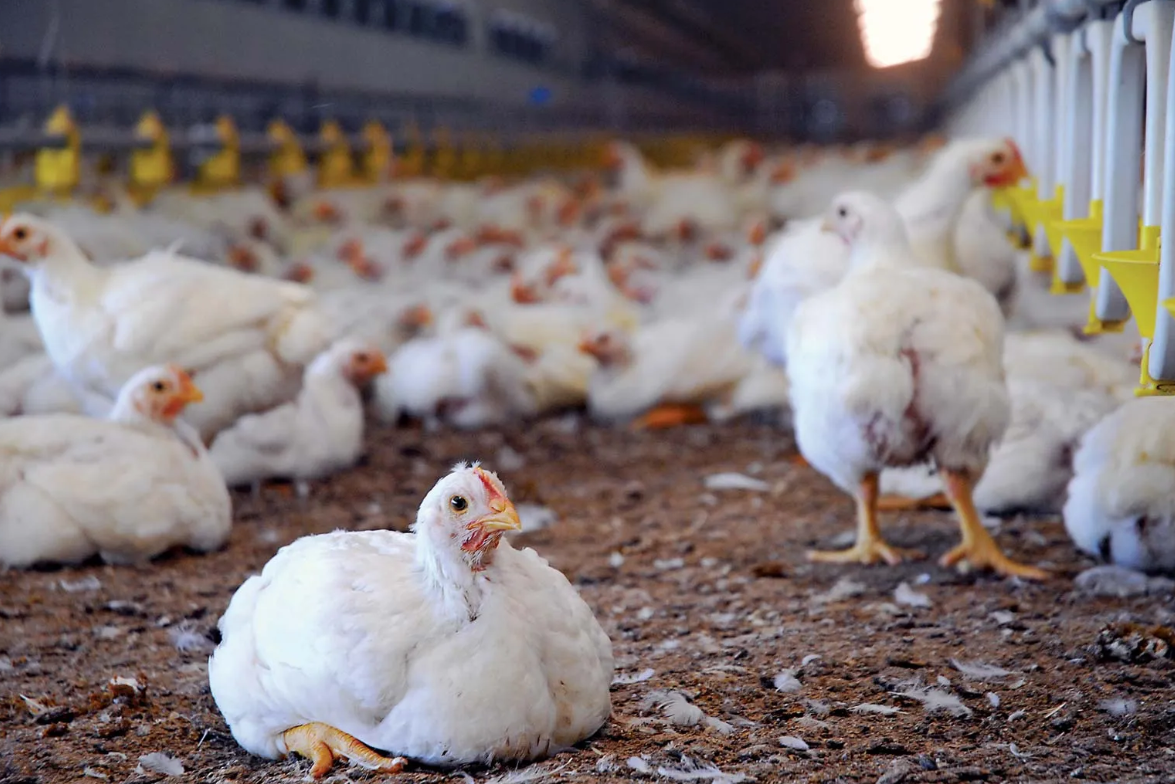 Poultry 1