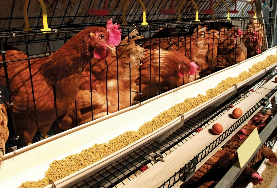 Poultry 2
